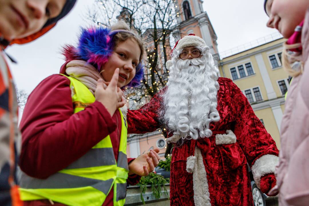 Kaune dalinamos nemokamos eglių šakos