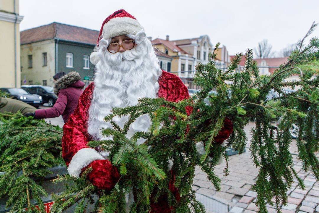 Kaune dalinamos nemokamos eglių šakos