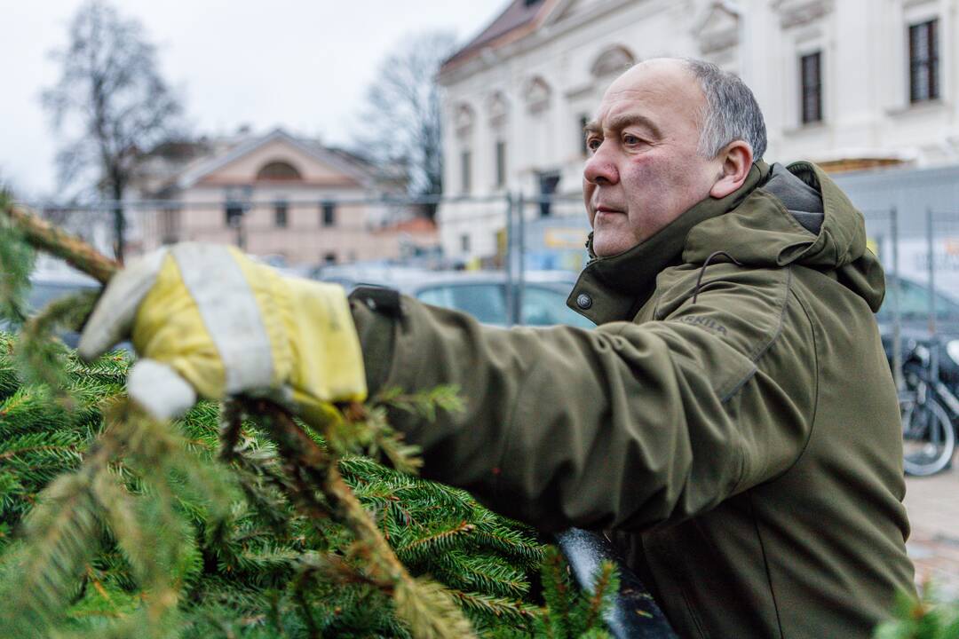 Kaune dalinamos nemokamos eglių šakos
