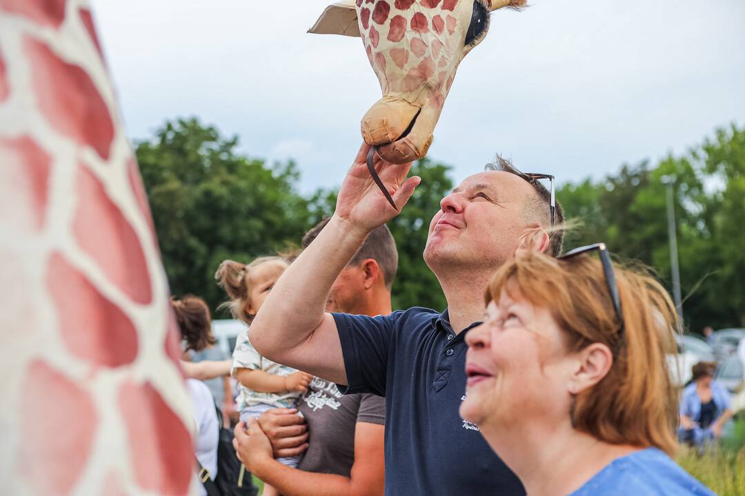 Kauniečius džiugina festivalio „ConTempo“ žirafos