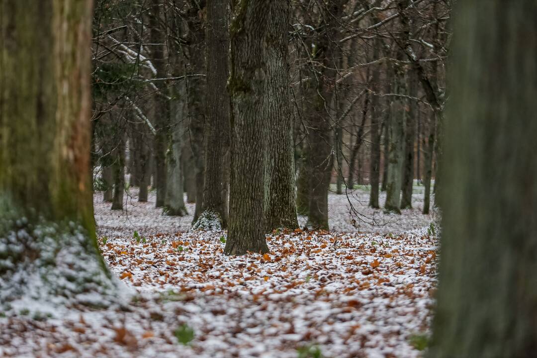 Kauną nuklojo balta sniego skraistė