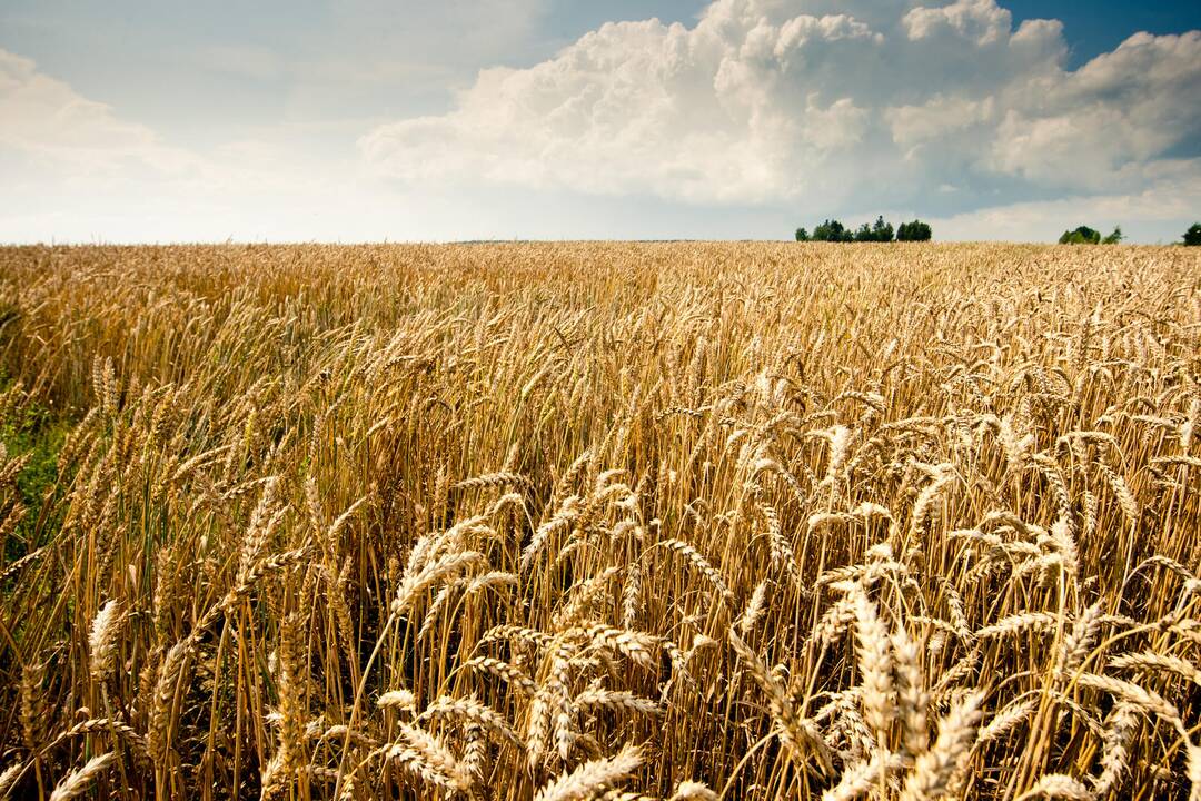 Lietuviškų grūdų derlių veš ir vagonai iš užsienio šalių 