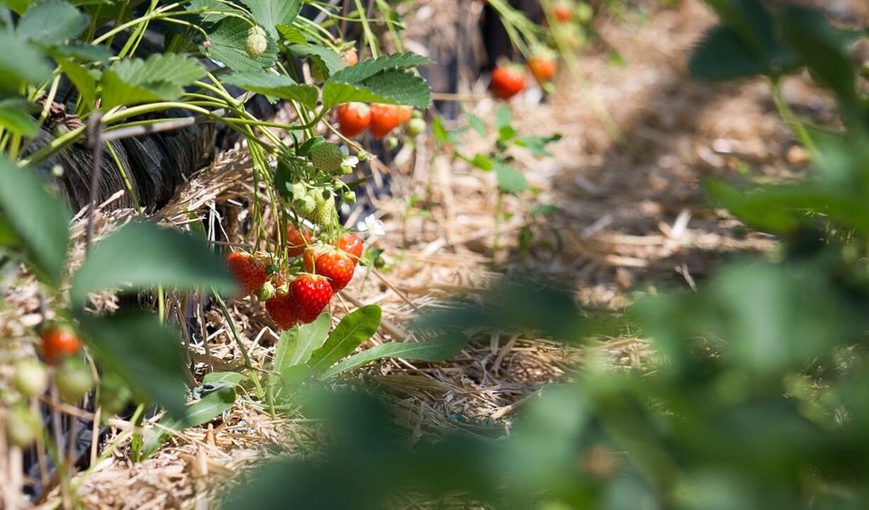 Vagių grobis – braškės ir kepsninė