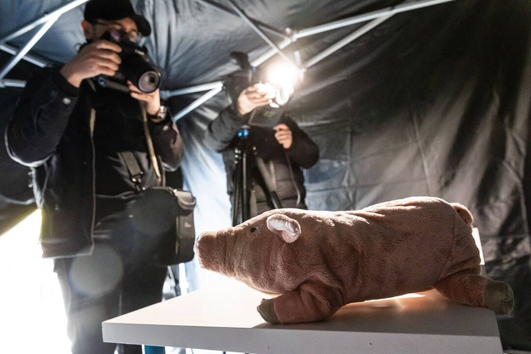 Socialinė akcija „Paršelių klyksmas“