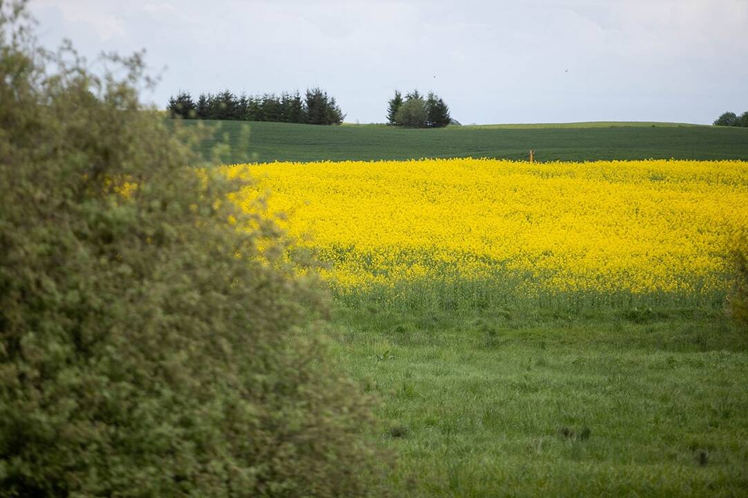 M. Šileika: pasėlių kokybė Lietuvoje šiemet geresnė nei kitose Baltijos šalyse