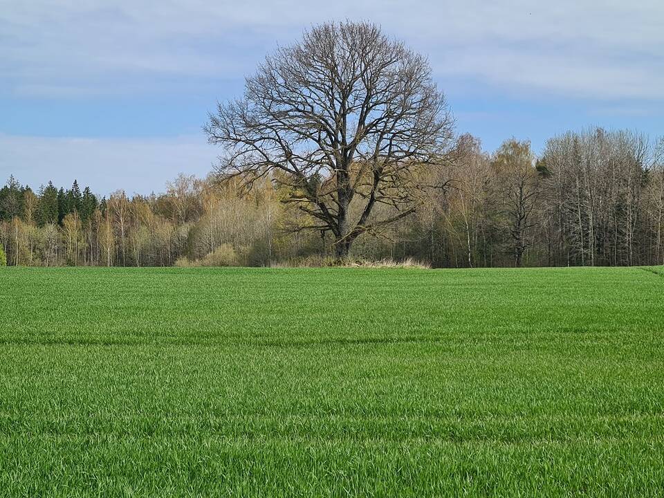 Nuo šiol ūkininkams deklaruoti pasėlius paprasčiau – tai lemia sumažinti reikalavimai.  