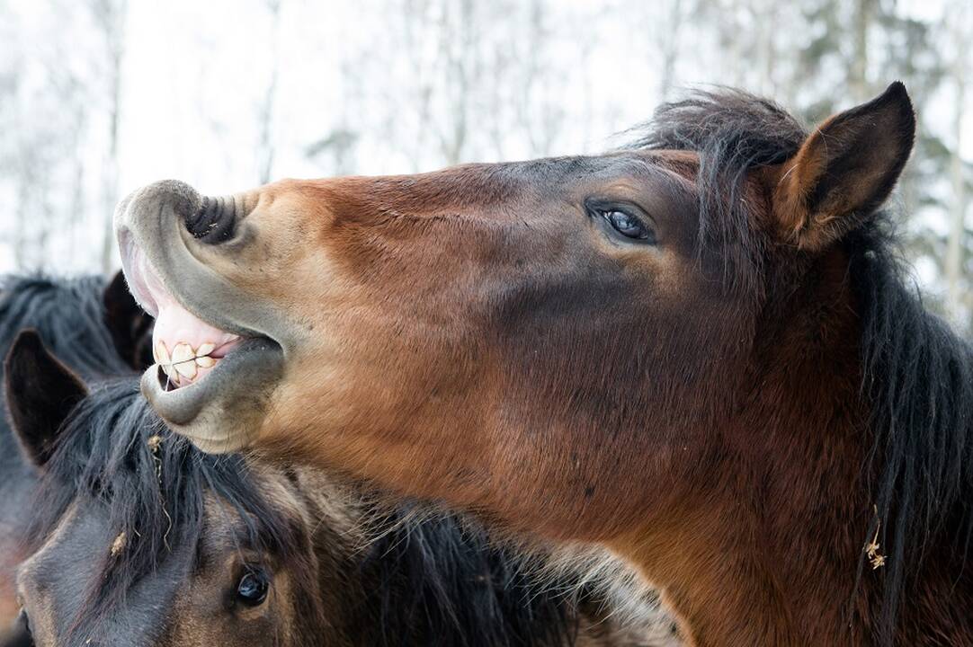 Šaršalas nerimsta: atsistatydino ŽŪM deleguoti Lietuvos žirgyno valdybos nariai