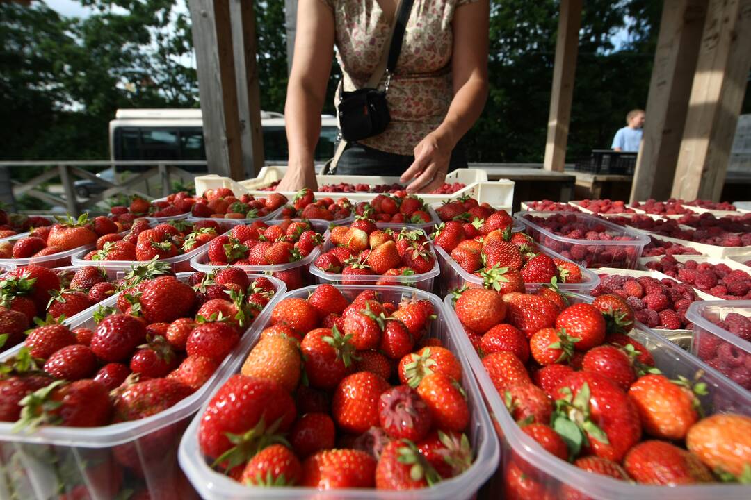 Lietuvoje pradėta prekiauti savomis braškėmis: kainos šokiruoja pirkėjus