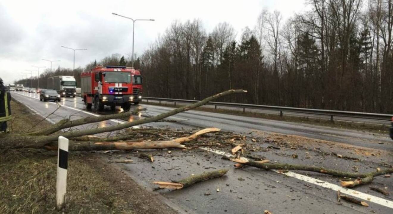 Per dvi paras ugniagesiai 52 kartus vyko šalinti nuvirtusių medžių