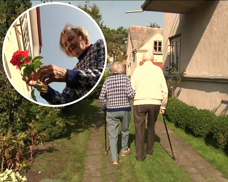 Pora – jau 74 metus kartu: palangiškis kasryt skuba priskinti uogų savo žmonai