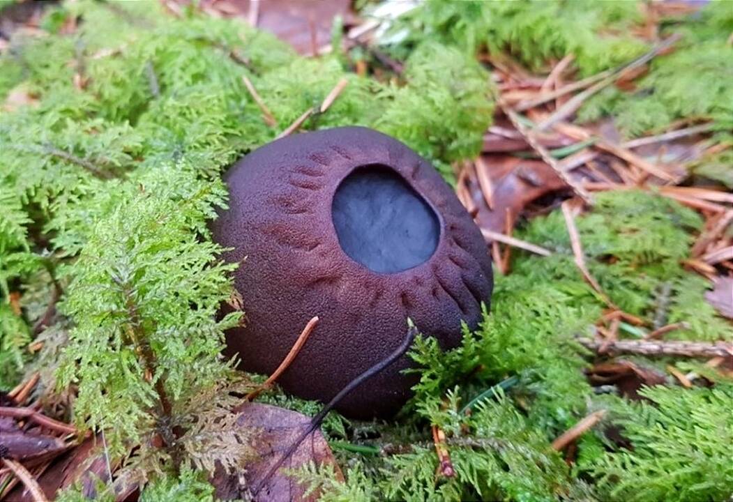 Paprastieji taukiai – išskirtinės išvaizdos ir biologijos grybai.