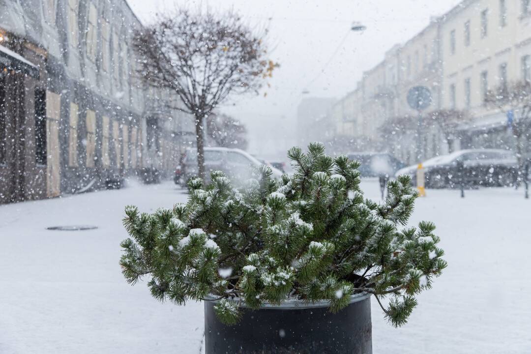Kauną nuklojo balta sniego skraistė