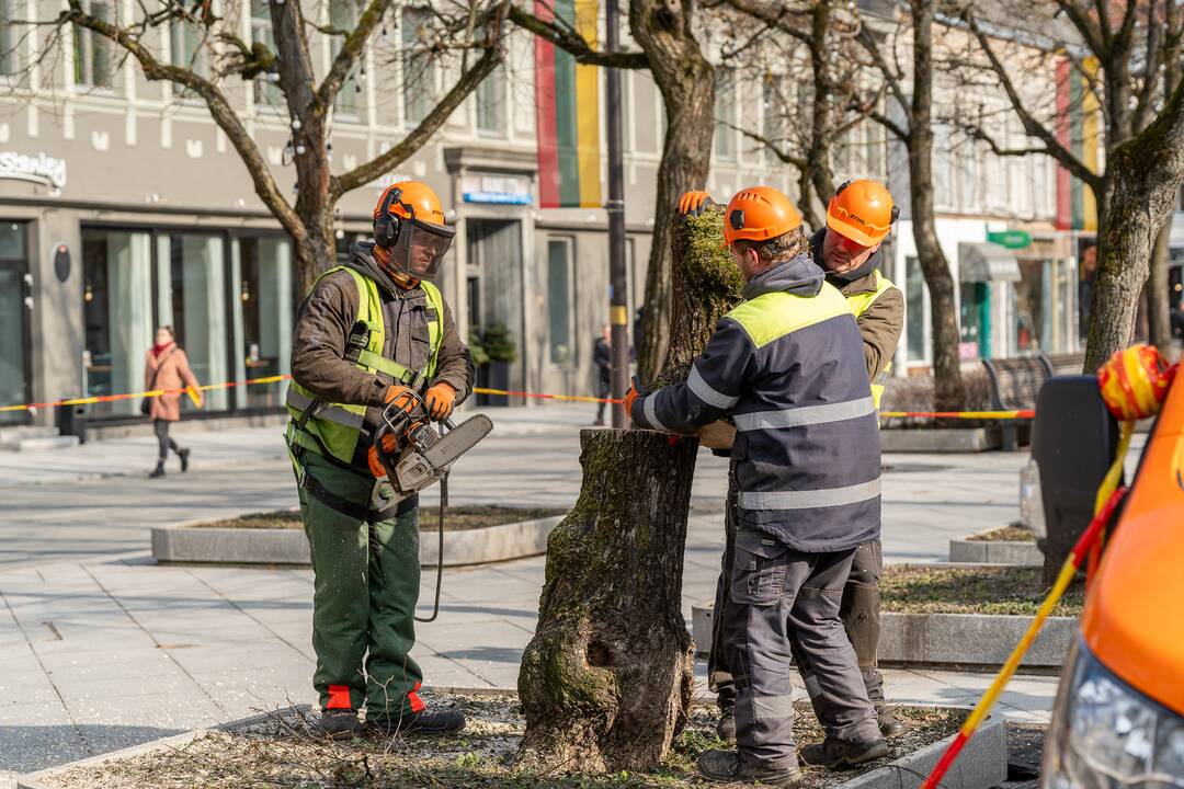 Laisvės alėjoje kertamos liepos