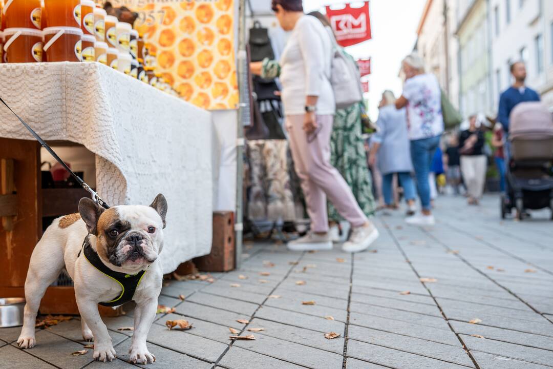 Rudens mugė Laisvės alėjoje 2023