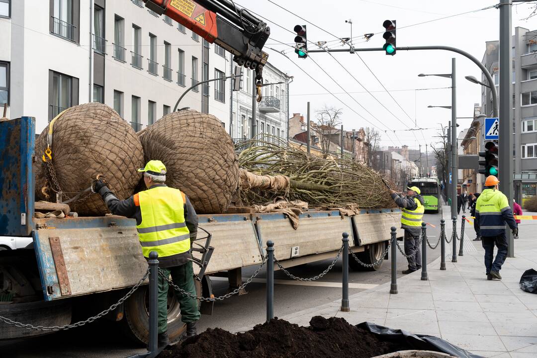 Laisvės alėjoje sodinamos liepos