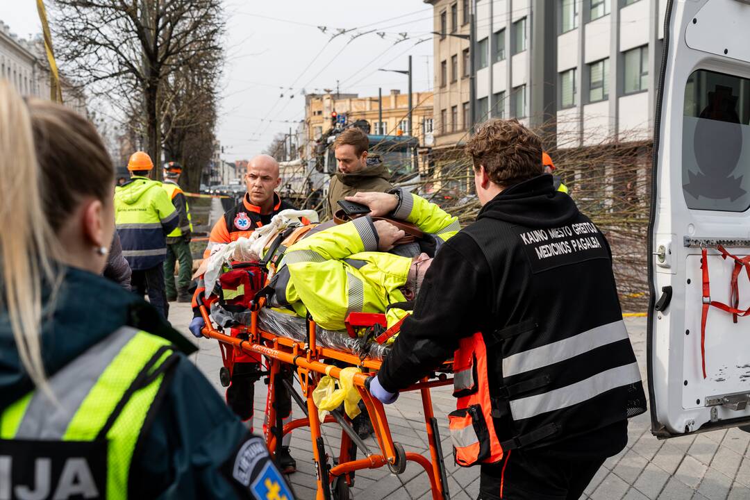 Laisvės alėjoje ant darbininko nuvirto liepa