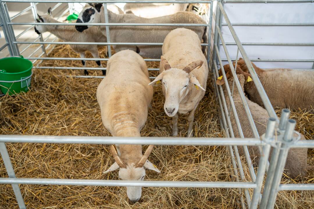 Gyvulininkystės paroda VDU Žemės ūkio akademijoje