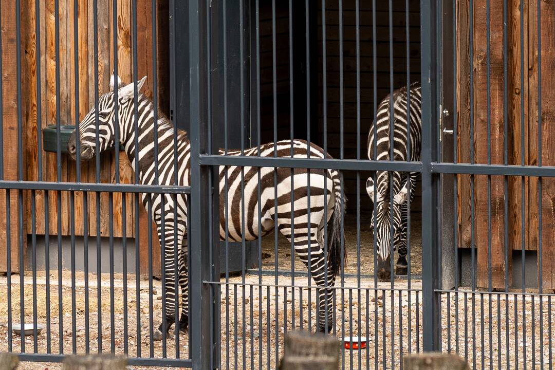 Zoologijos sode pristatyti zebrai