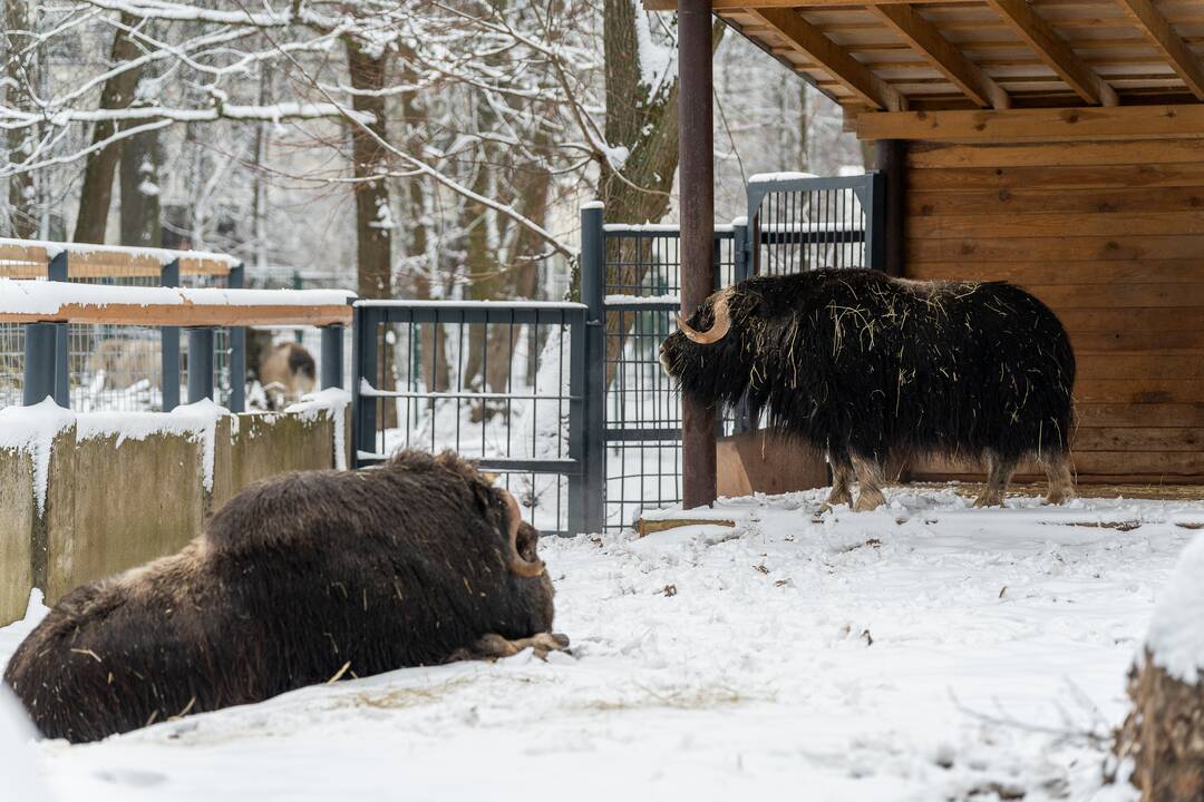 Avijaučiai Lietuvos zoologijos sode