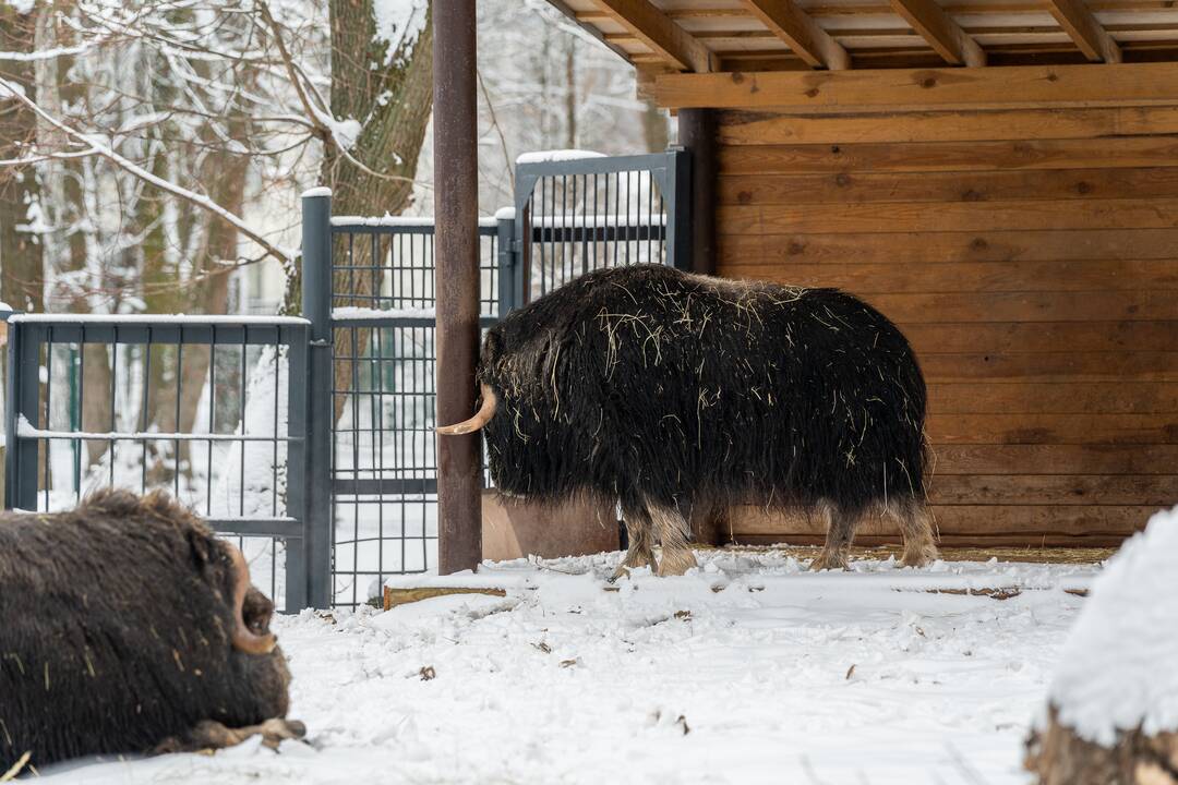 Avijaučiai Lietuvos zoologijos sode