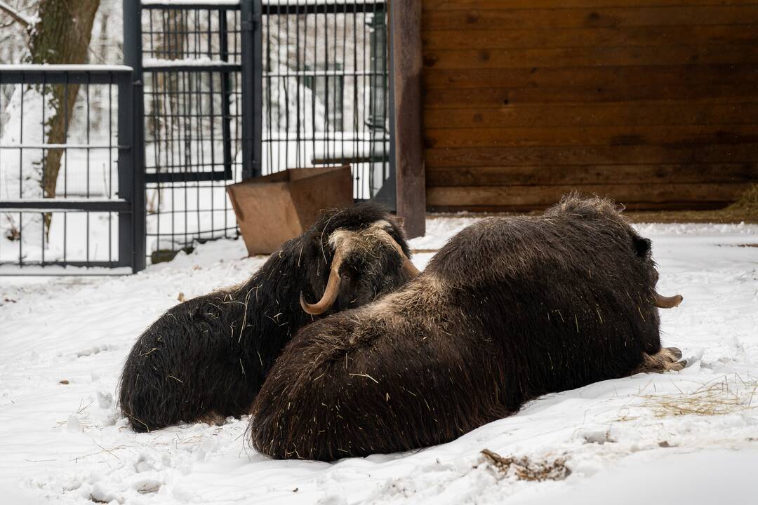 Avijaučiai Lietuvos zoologijos sode