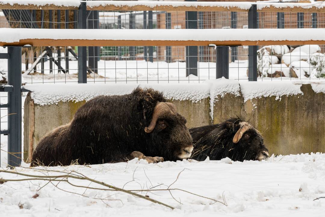 Avijaučiai Lietuvos zoologijos sode