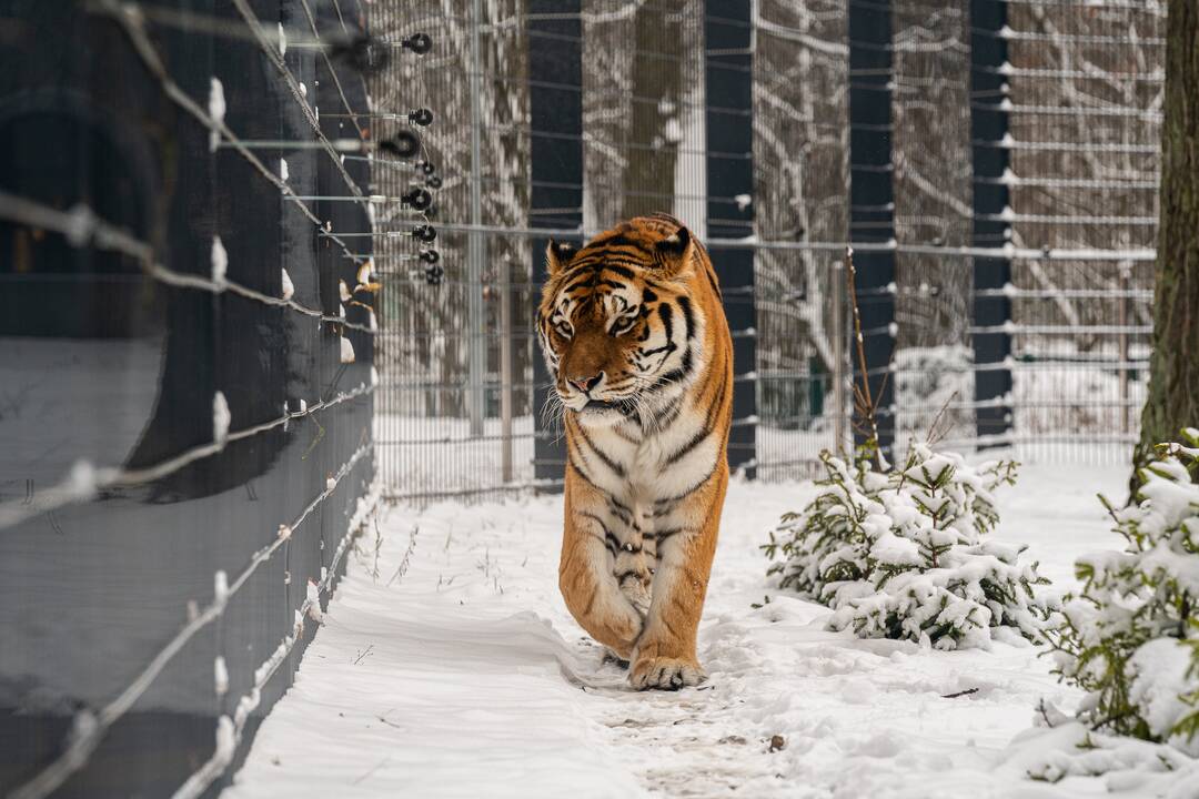 Avijaučiai Lietuvos zoologijos sode