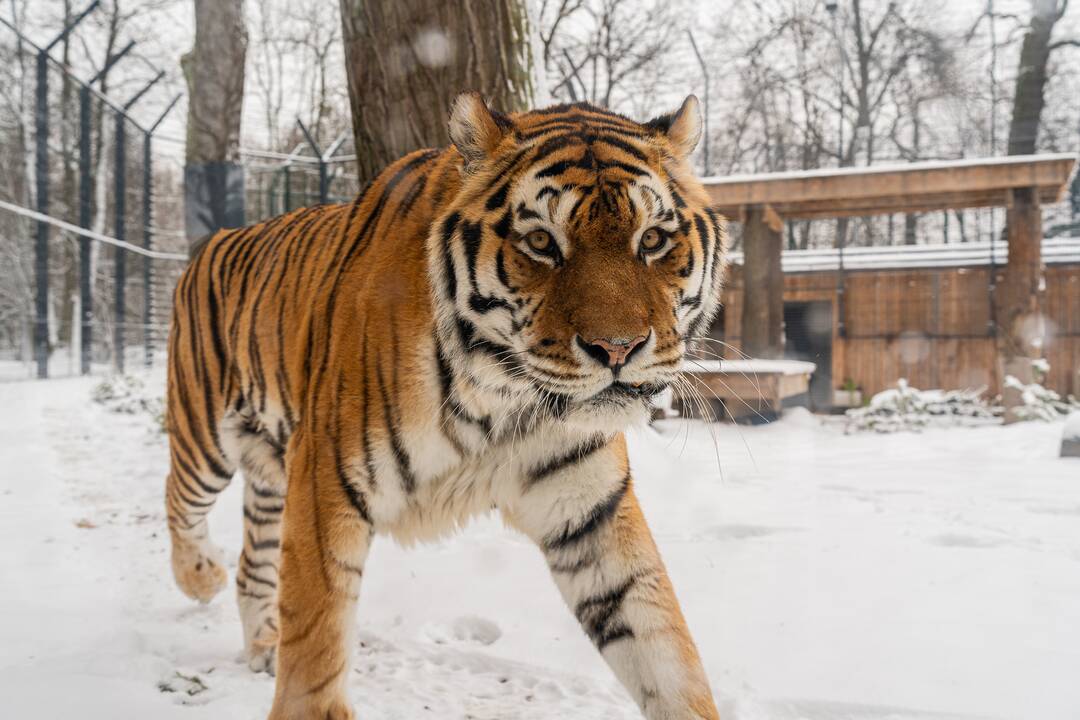 Avijaučiai Lietuvos zoologijos sode