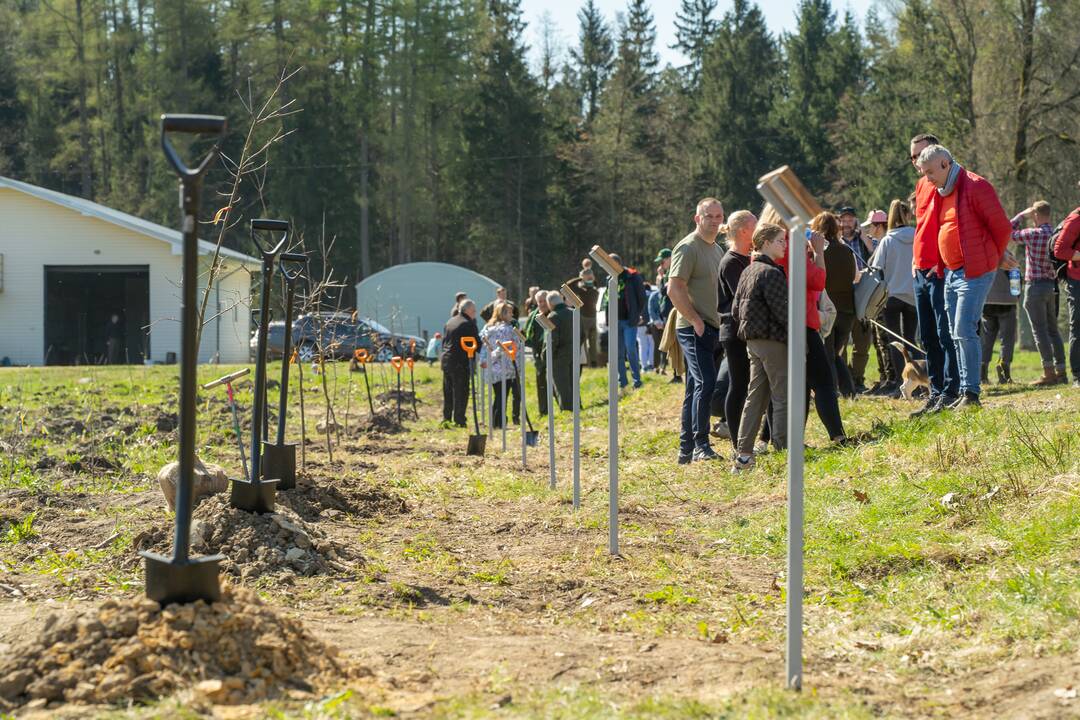 Ukrainos aukų atminties ąžuolynas 