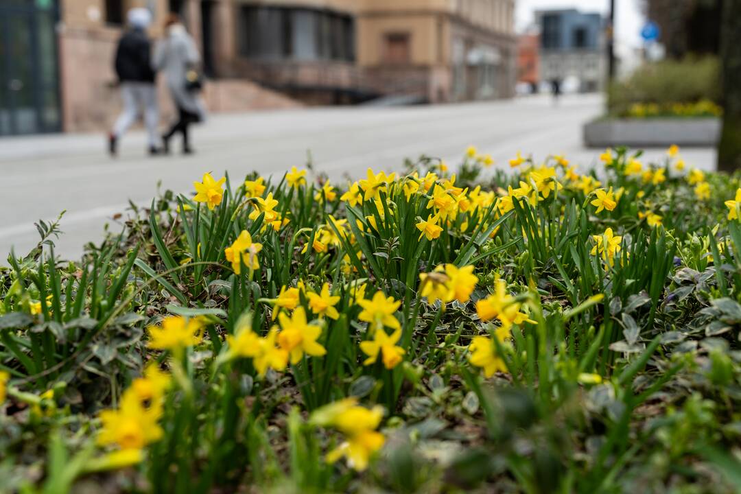 Laisvės alėjoje pražydo narcizai