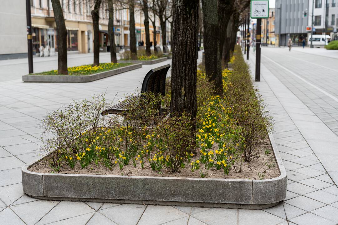 Laisvės alėjoje pražydo narcizai