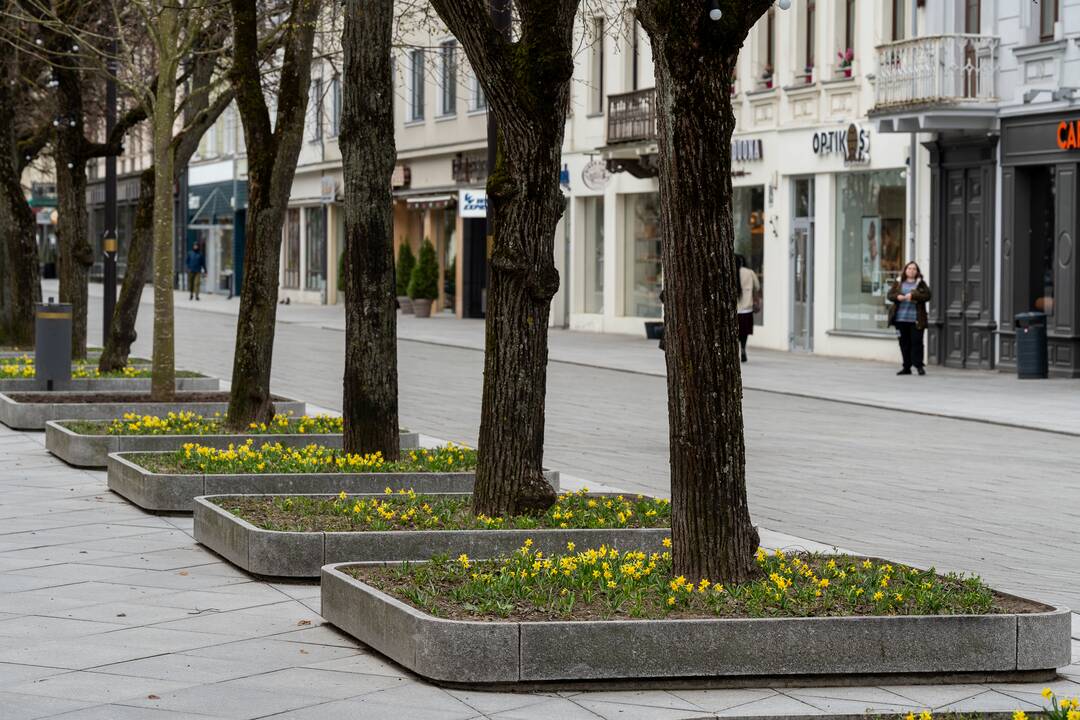 Laisvės alėjoje pražydo narcizai