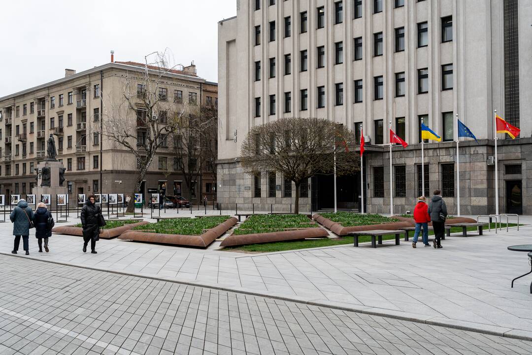 Laisvės alėjoje pražydo narcizai