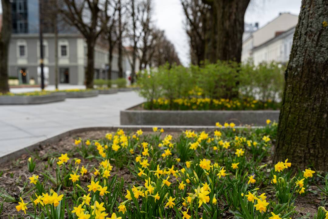 Laisvės alėjoje pražydo narcizai