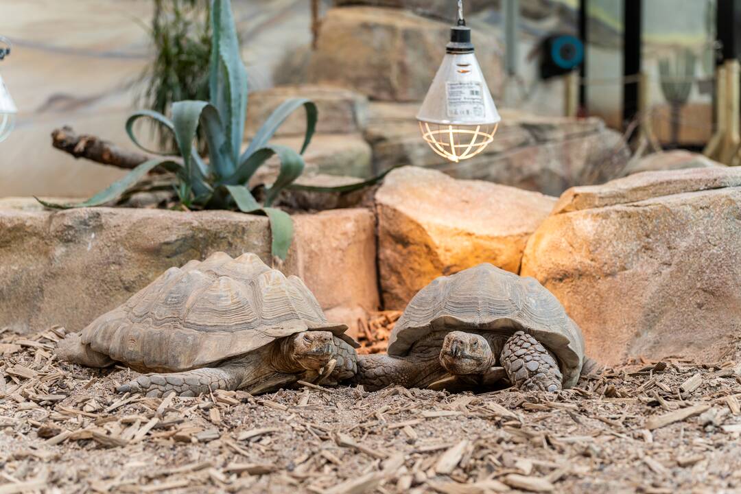 Lietuvos zoologijos sodo gimtadienis