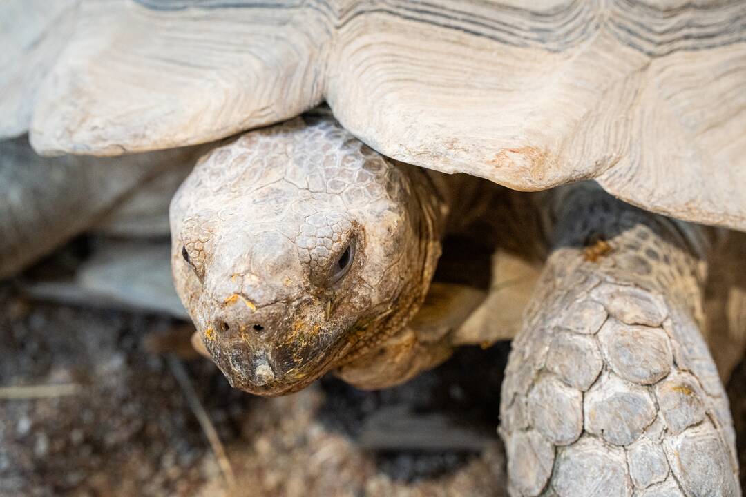 Pirmieji Lietuvos zoologijos sodo lankytojai