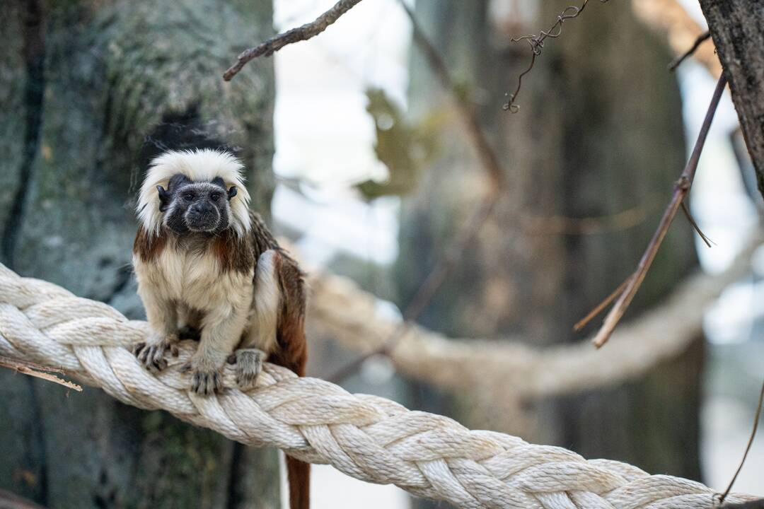 Pirmieji Lietuvos zoologijos sodo lankytojai