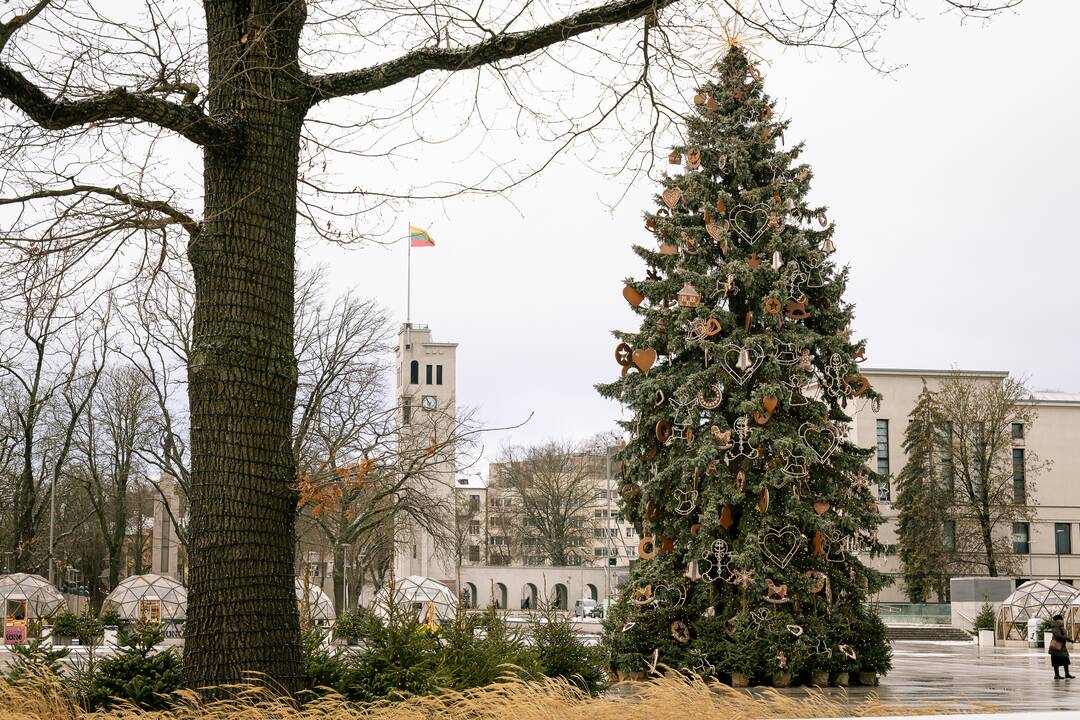 Kauno eglutė skaičiuoja paskutines dienas