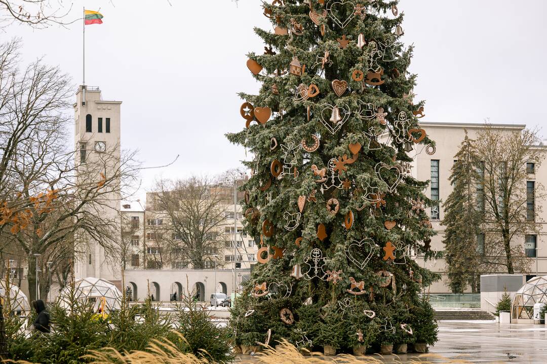 Kauno eglutė skaičiuoja paskutines dienas