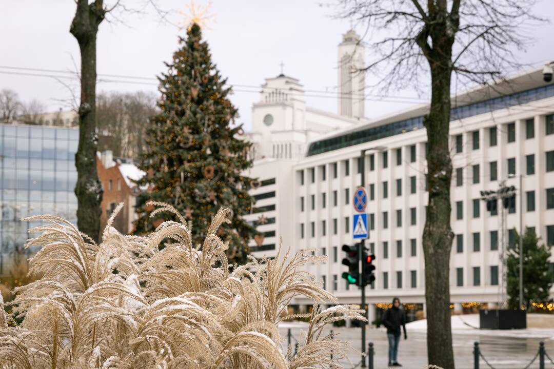 Kauno eglutė skaičiuoja paskutines dienas