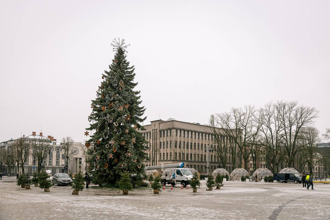 Nupuošiama Kauno kalėdinė eglė