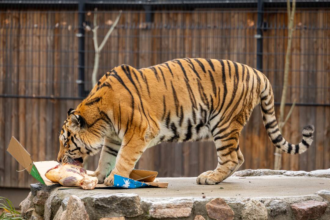 Kalėdos Lietuvos zoologijos sode