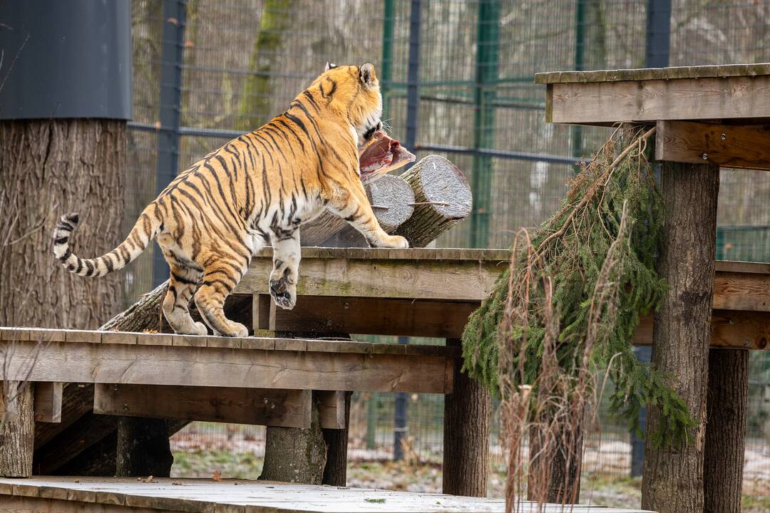 Kalėdos Lietuvos zoologijos sode