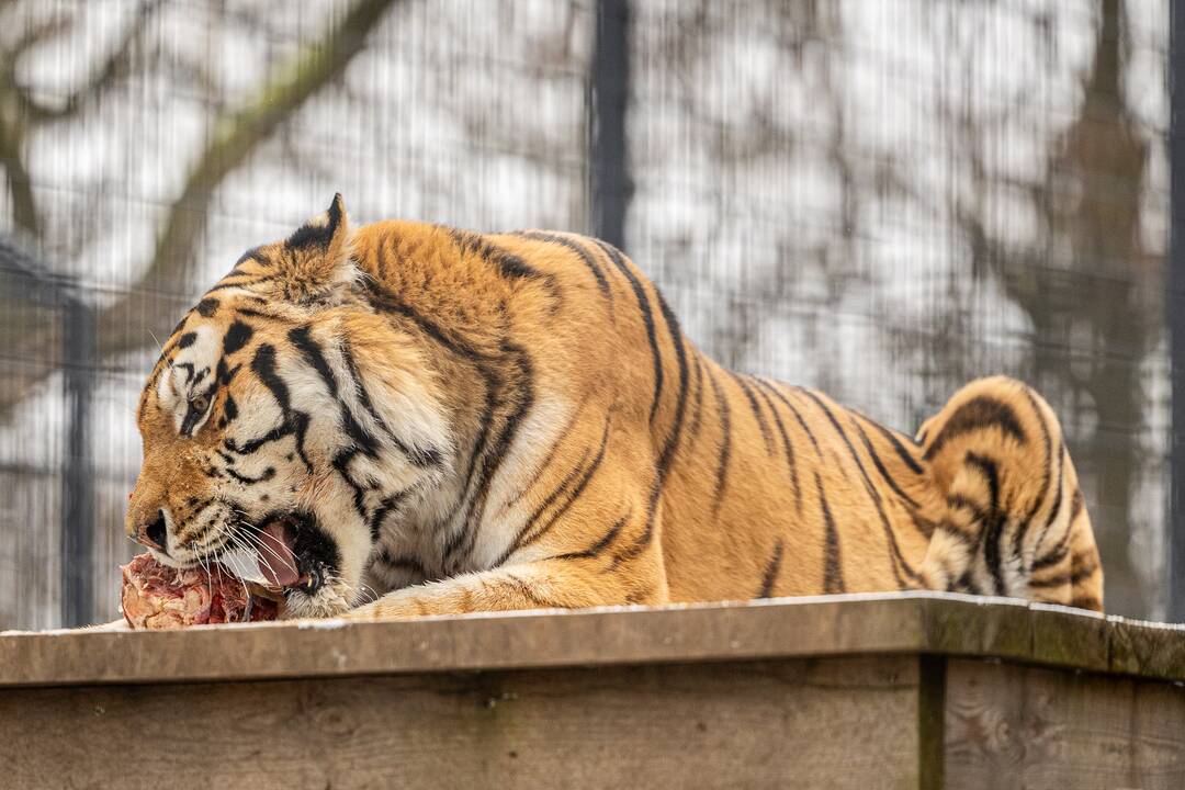 Kalėdos Lietuvos zoologijos sode