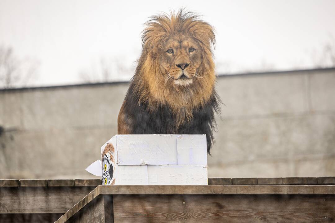 Kalėdos Lietuvos zoologijos sode