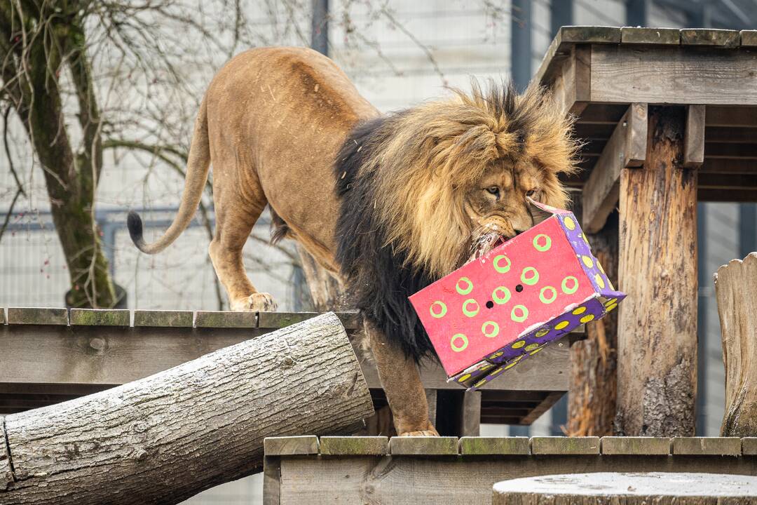 Kalėdos Lietuvos zoologijos sode