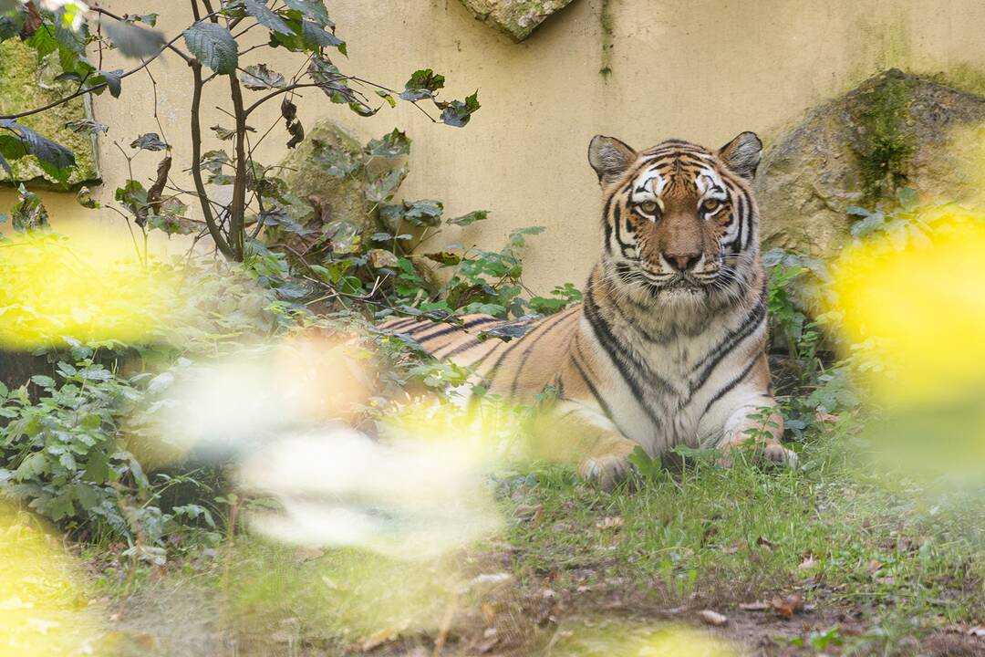 Lietuvos zoologijos sode apsigyveno tigrė