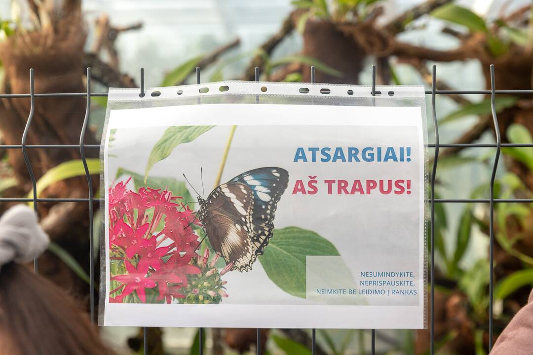 Botanikos sode tropiniai drugiai