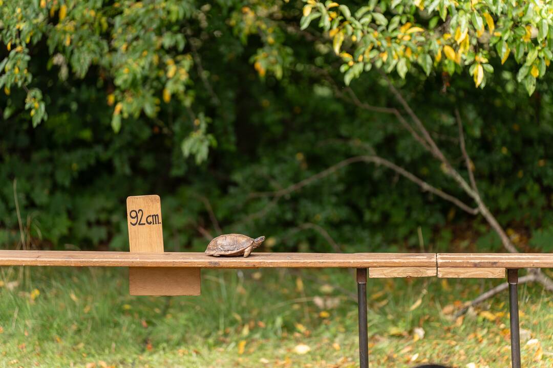 Festivalis „ConTempo“. Pieter Post (Nyderlandai) – The turtle