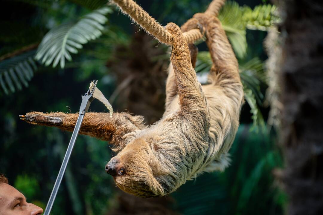 Lietuvos zoologijos sode – naujokas tinginys